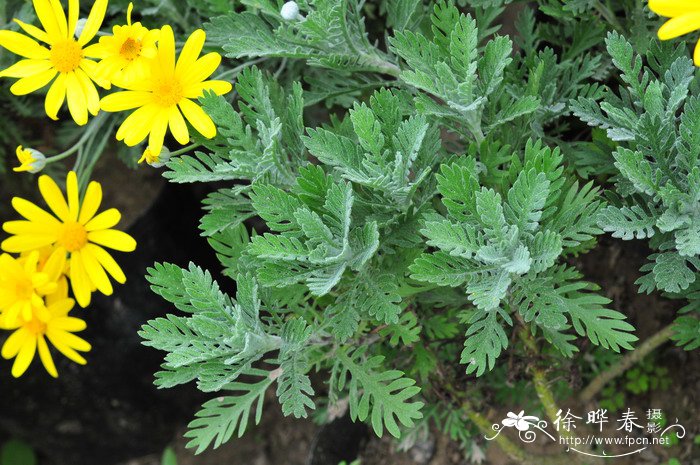 梳黄菊Euryops pectinatus