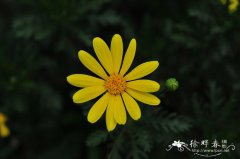 黄金菊Euryops chrysanthemoides × speciosissimus
