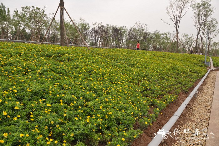 黄金菊Euryops chrysanthemoides × speciosissimus
