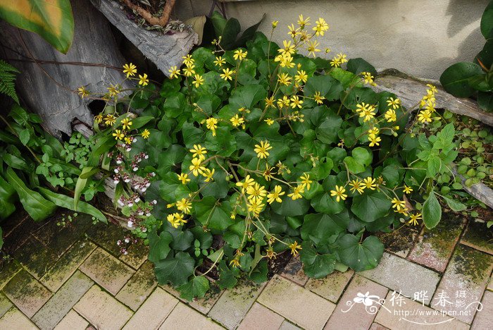 大吴风草Farfugium japonicum