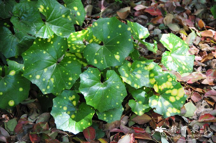 大吴风草Farfugium japonicum