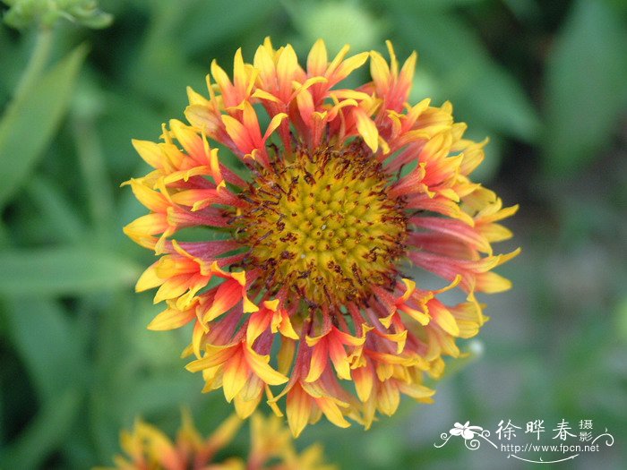 矢车天人菊Gaillardia pulchella ‘Picta’