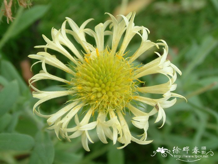 矢车天人菊Gaillardia pulchella ‘Picta’