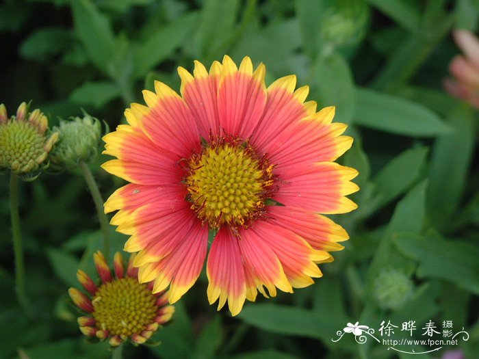 天人菊Gaillardia pulchella