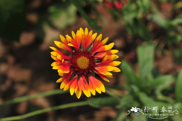 天人菊Gaillardia pulchella