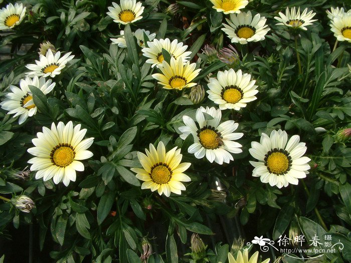 勋章花Gazania rigens