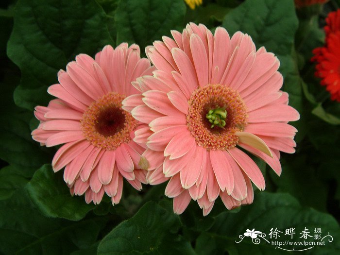 非洲菊Gerbera jamesonii