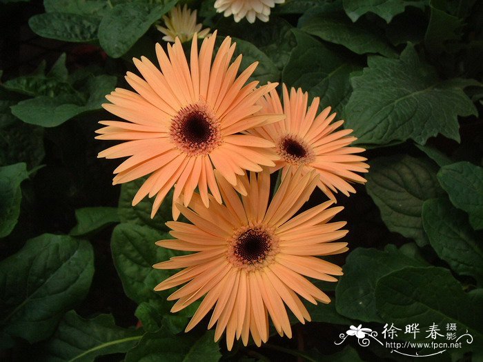 非洲菊Gerbera jamesonii