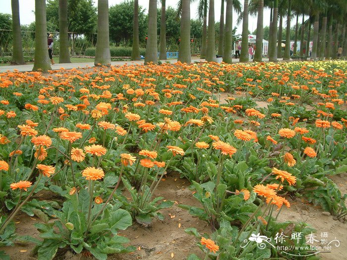 非洲菊Gerbera jamesonii