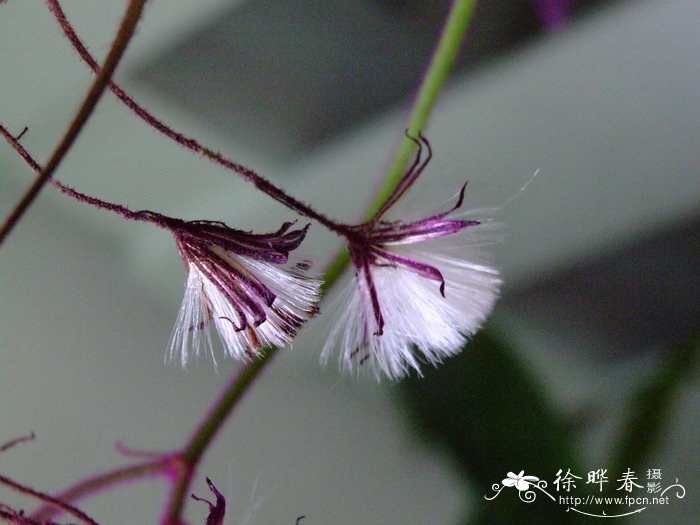 紫鹅绒Gynura aurantiaca