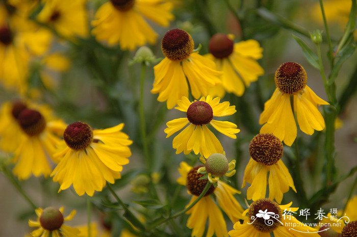紫心菊Helenium flexuosum