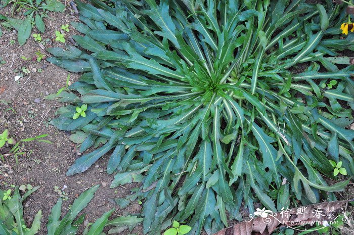 紫心菊Helenium flexuosum