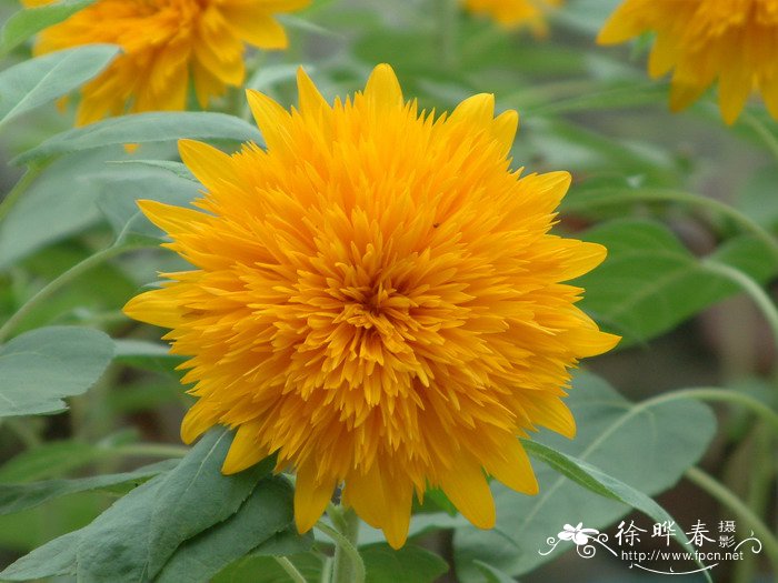向日葵Helianthus annuus