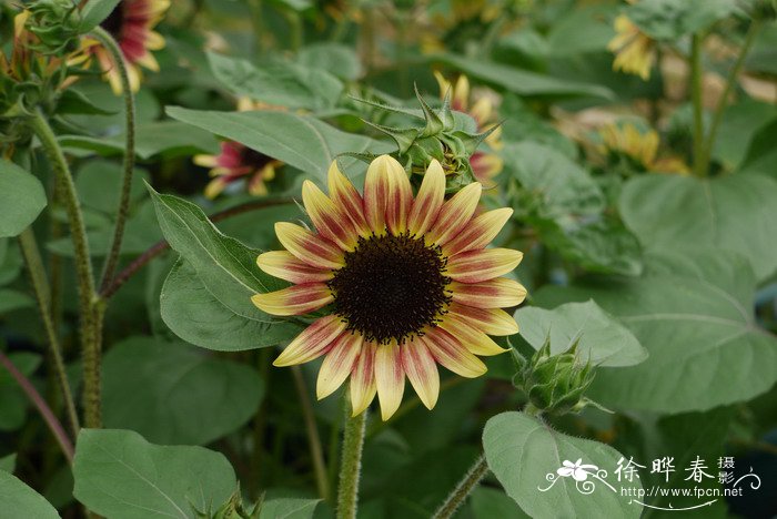 向日葵Helianthus annuus