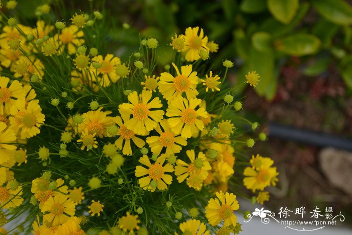 堆心菊品种Helenium ‘Dakota Gold’