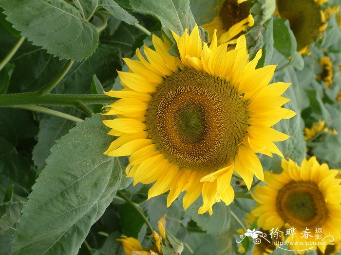 向日葵Helianthus annuus