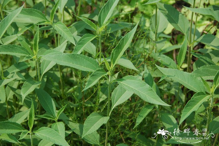 菊芋Helianthus tuberosus