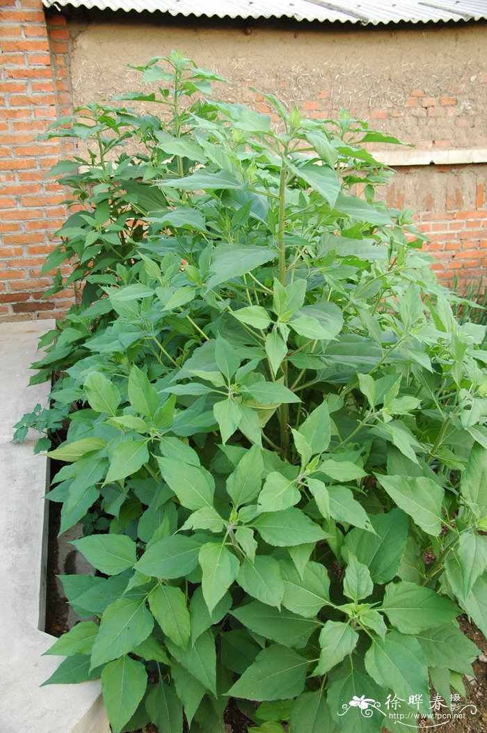菊芋Helianthus tuberosus