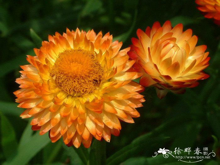 麦杆菊Helichrysum bracteatum