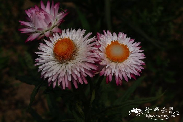 麦杆菊Helichrysum bracteatum