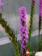 蛇鞭菊Liatris spicata