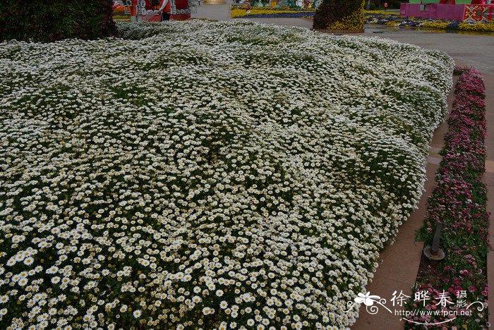 白晶菊Mauranthemum paludosum