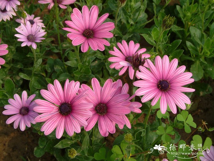 非洲万寿菊Osteospermum ecklonis