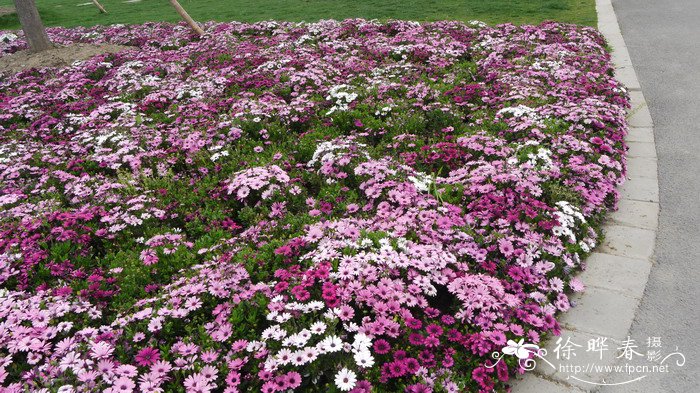 非洲万寿菊Osteospermum ecklonis