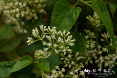 微甘菊Mikania micrantha