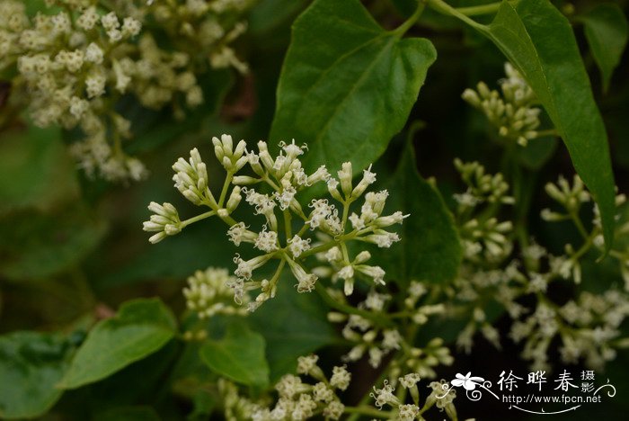 微甘菊Mikania micrantha_花卉图片网