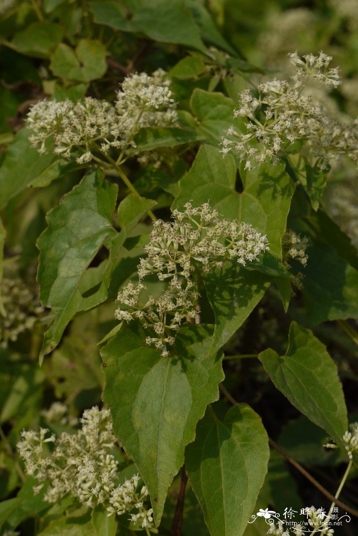 微甘菊Mikania micrantha