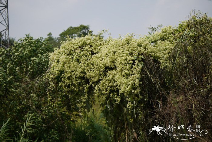 微甘菊Mikania micrantha