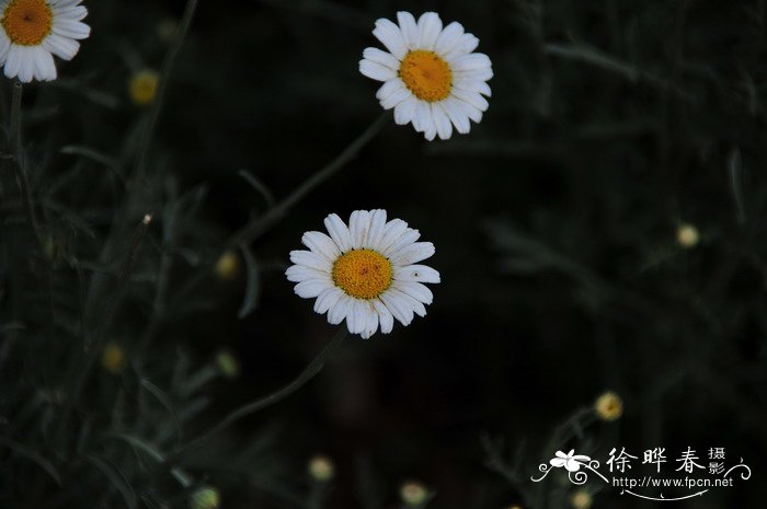 除虫菊Pyrethrum cinerariifolium