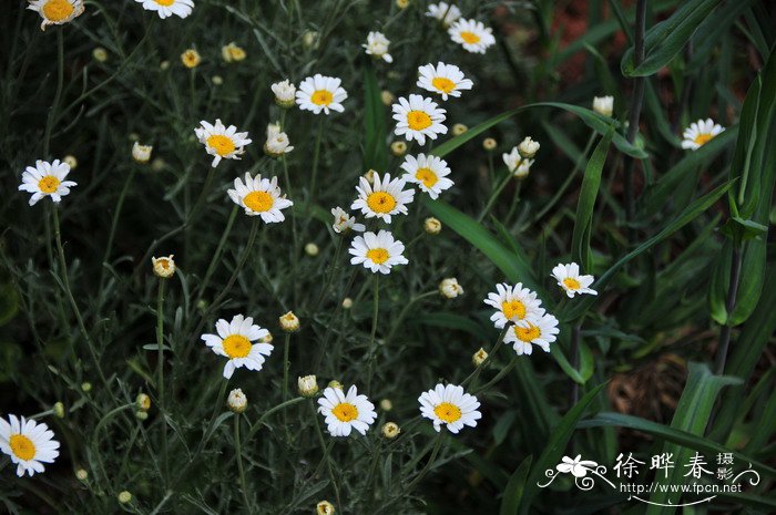 除虫菊Pyrethrum cinerariifolium