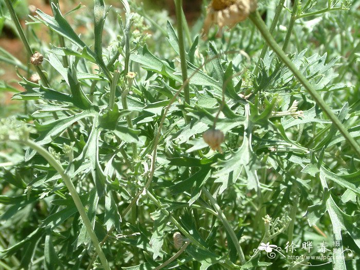 除虫菊pyrethrum cinerariifolium
