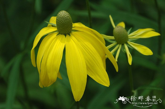 草原松果菊Ratibida columnifera