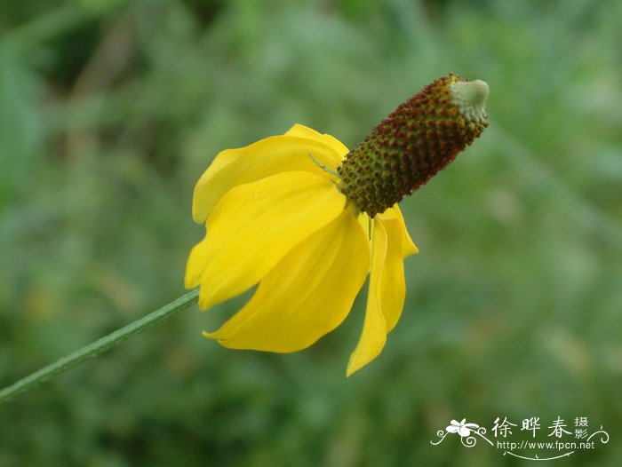 草原松果菊Ratibida columnifera