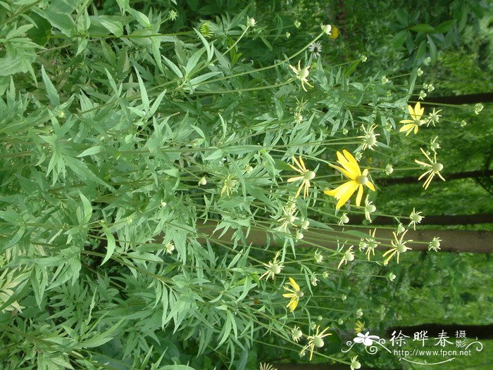 草原松果菊Ratibida columnifera