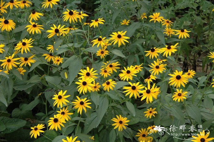 黑心菊Rudbeckia hirta