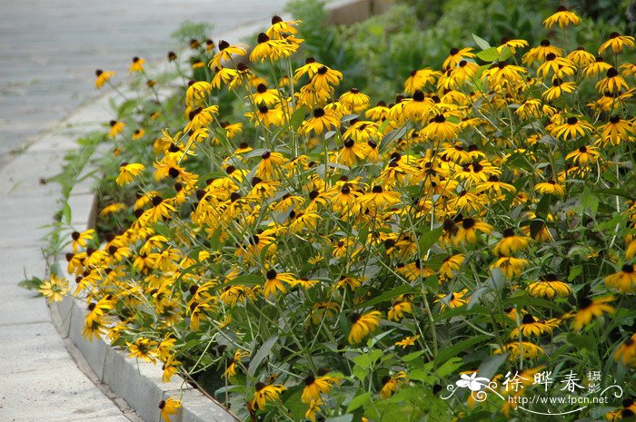 黑心菊Rudbeckia hirta