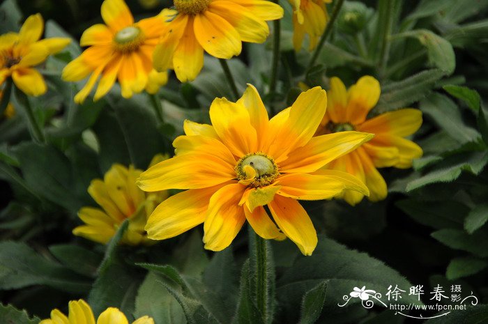 金光菊Rudbeckia laciniata