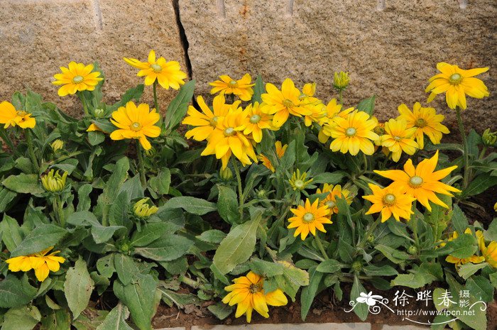 金光菊Rudbeckia laciniata