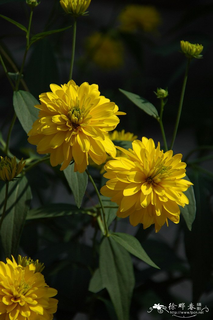 重瓣金光菊Rudbeckia laciniata var. hortensis