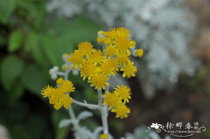 银叶菊Senecio cineraria