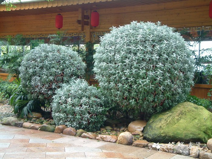银叶菊Senecio cineraria