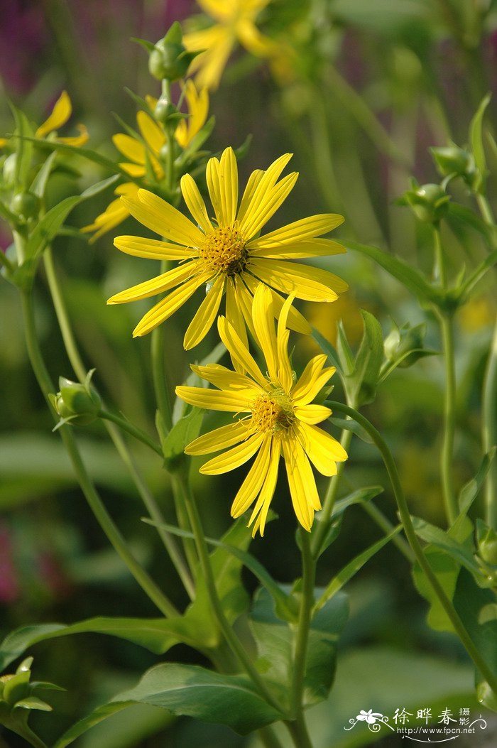 串叶松香草Silphium perfoliatum