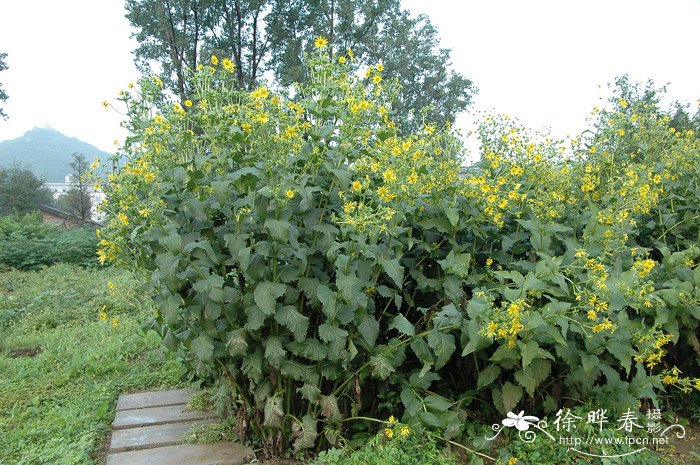 串叶松香草Silphium perfoliatum