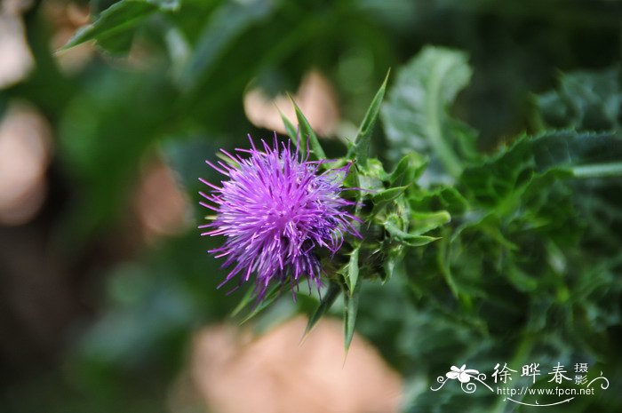 水飞蓟Silybum marianum