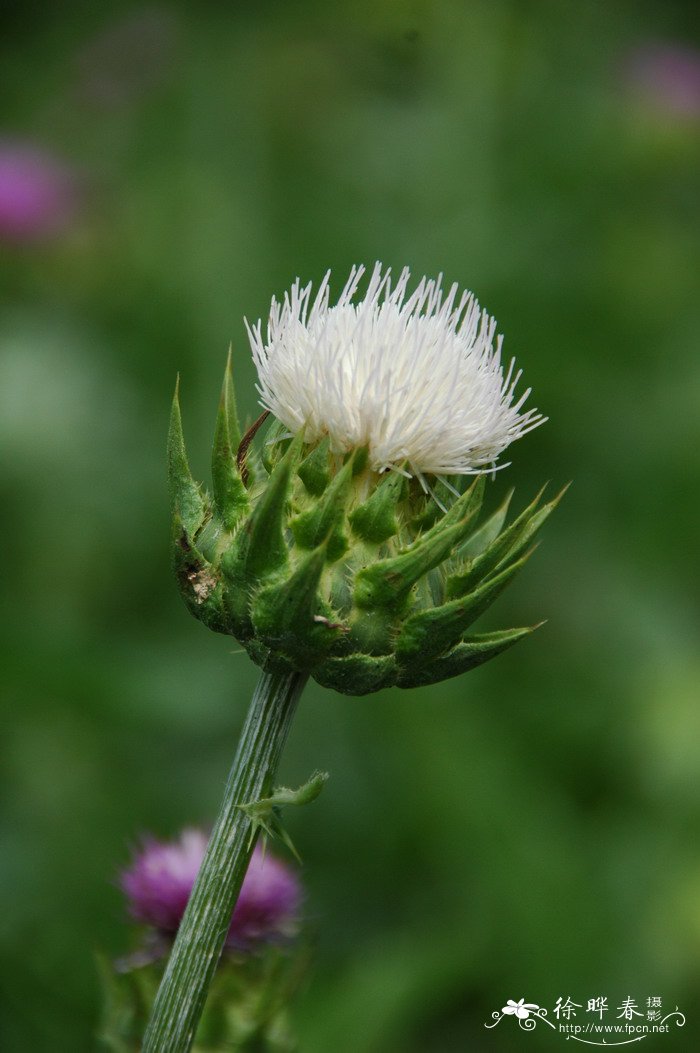 水飞蓟Silybum marianum