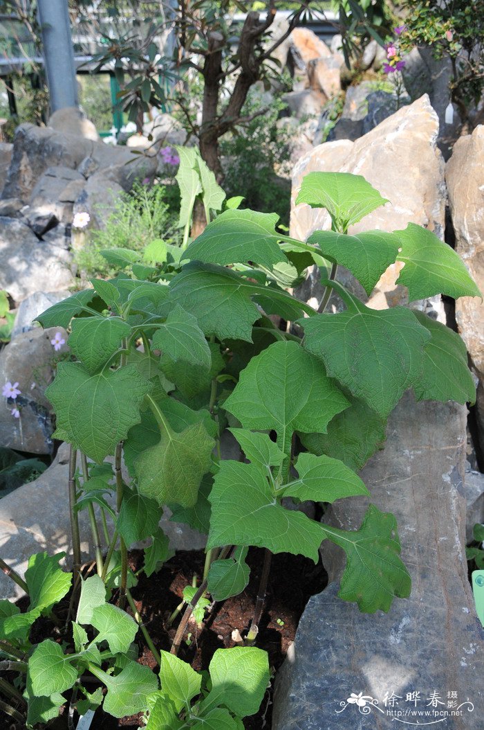 菊薯Smallanthus sonchifolius